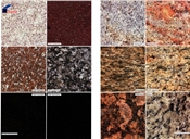 granite