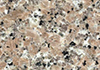 Ǯ