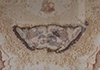 ۱
