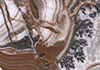Ǯ
