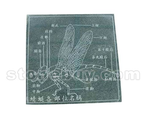 ߵ NO:DX20328