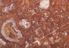 ϴ