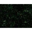 米易绿, G5157-B, Miyi Green