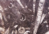 Żʯ