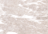 ƺ