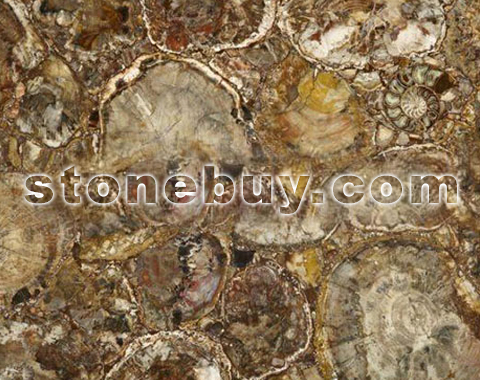 ľʯ, Petrified Wood-Round