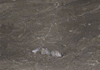 ˹