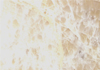 ƽ