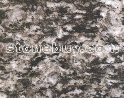 , Kimberley Black Pearl